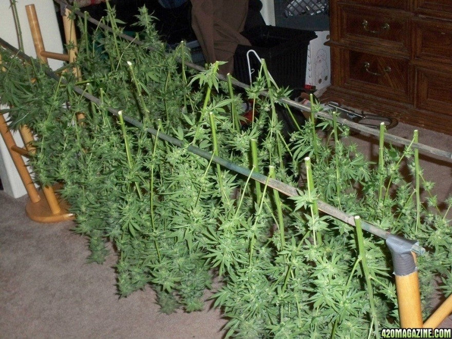 Growing Marijuana in Gorilla Grow Tents